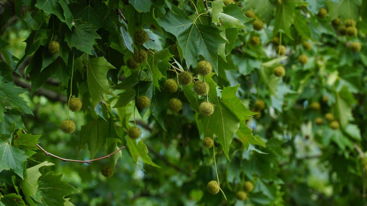 sycamore tree foliage