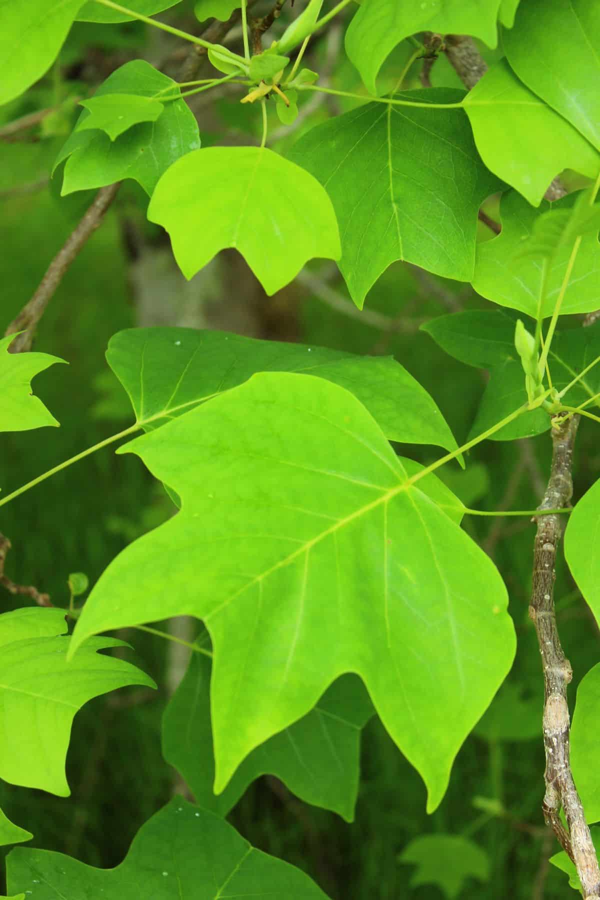 tulip poplar leaves