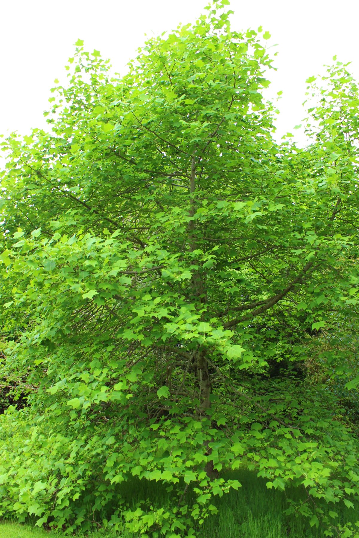 tulip tree