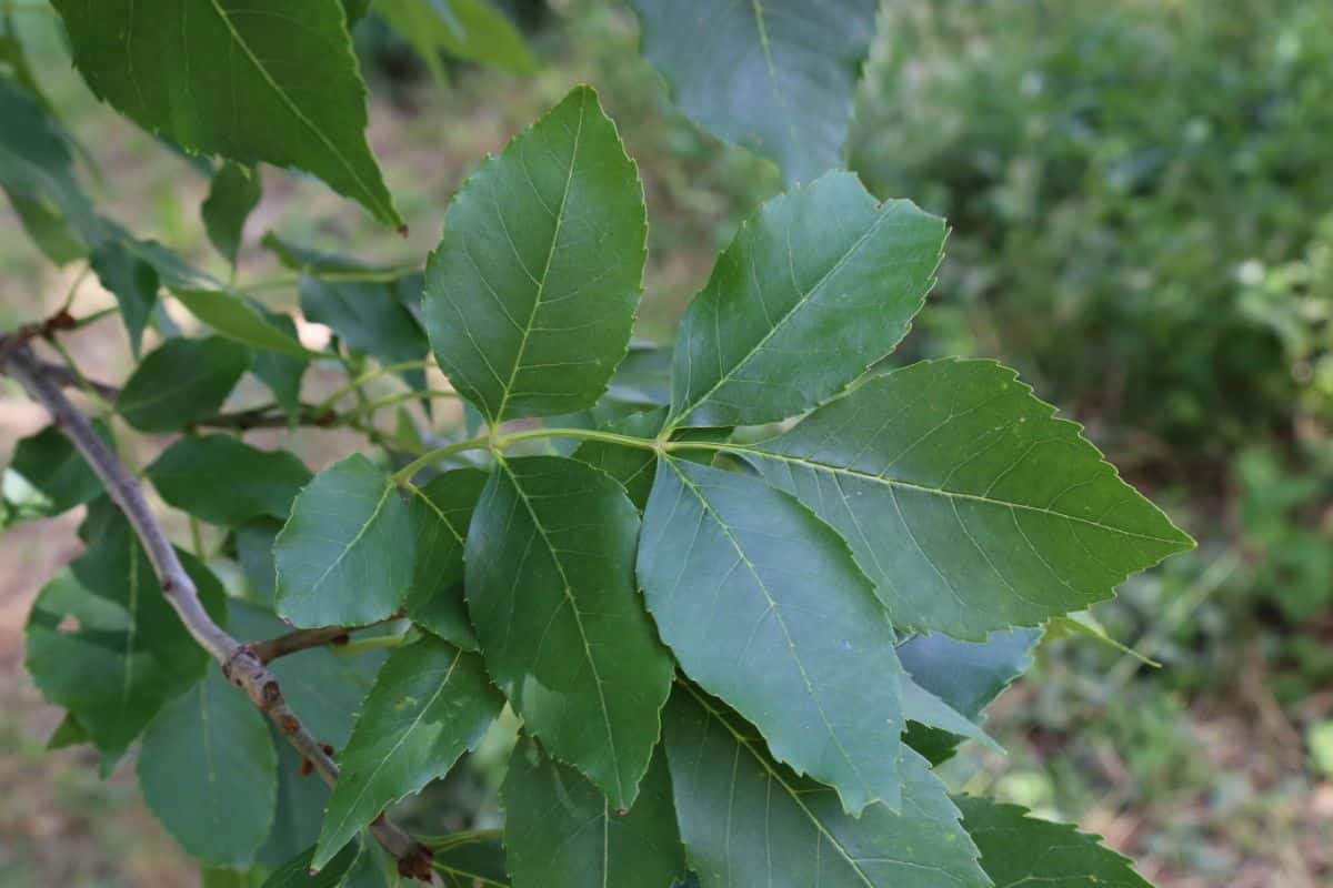 ash tree leaves