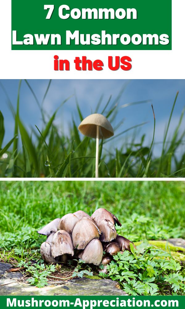 7 Common Lawn Mushrooms in the US Mushroom Appreciation