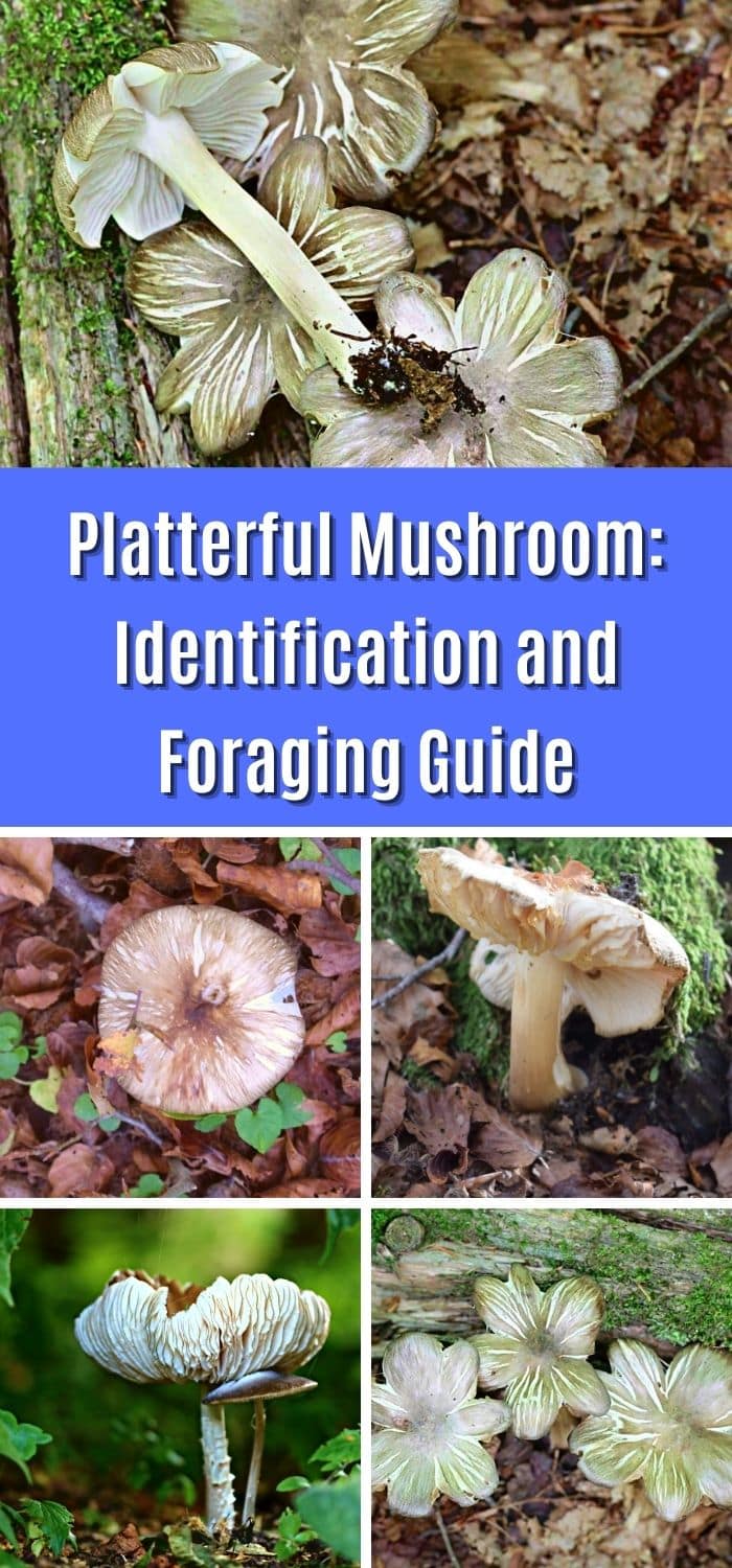 Platterful Mushroom Identification and Foraging Guide Mushroom