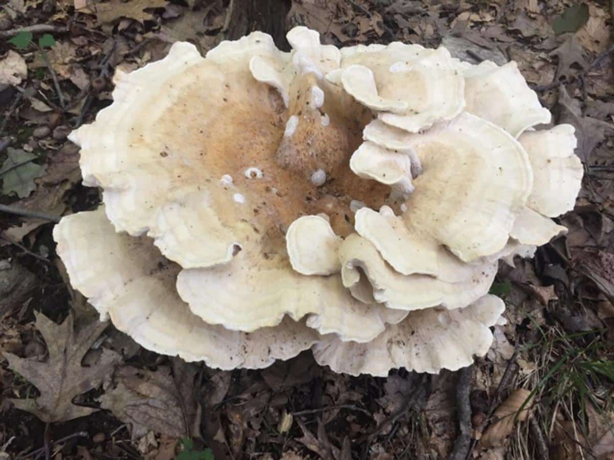 berkeley's polypore fungus