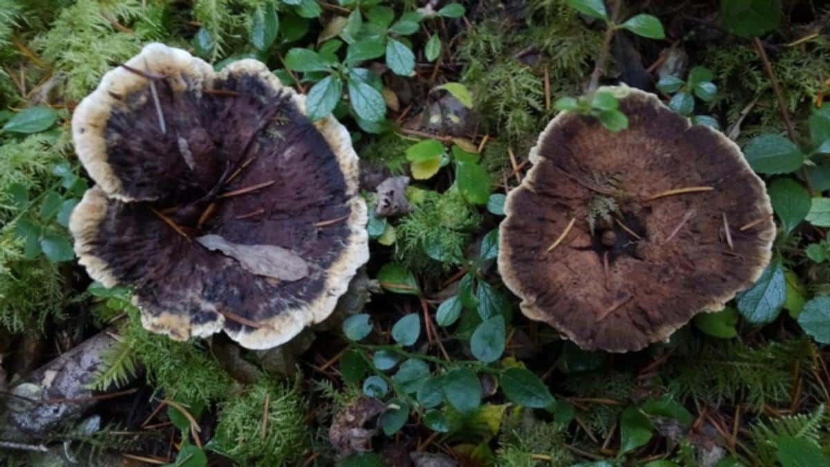 hydnellum peckii fungus