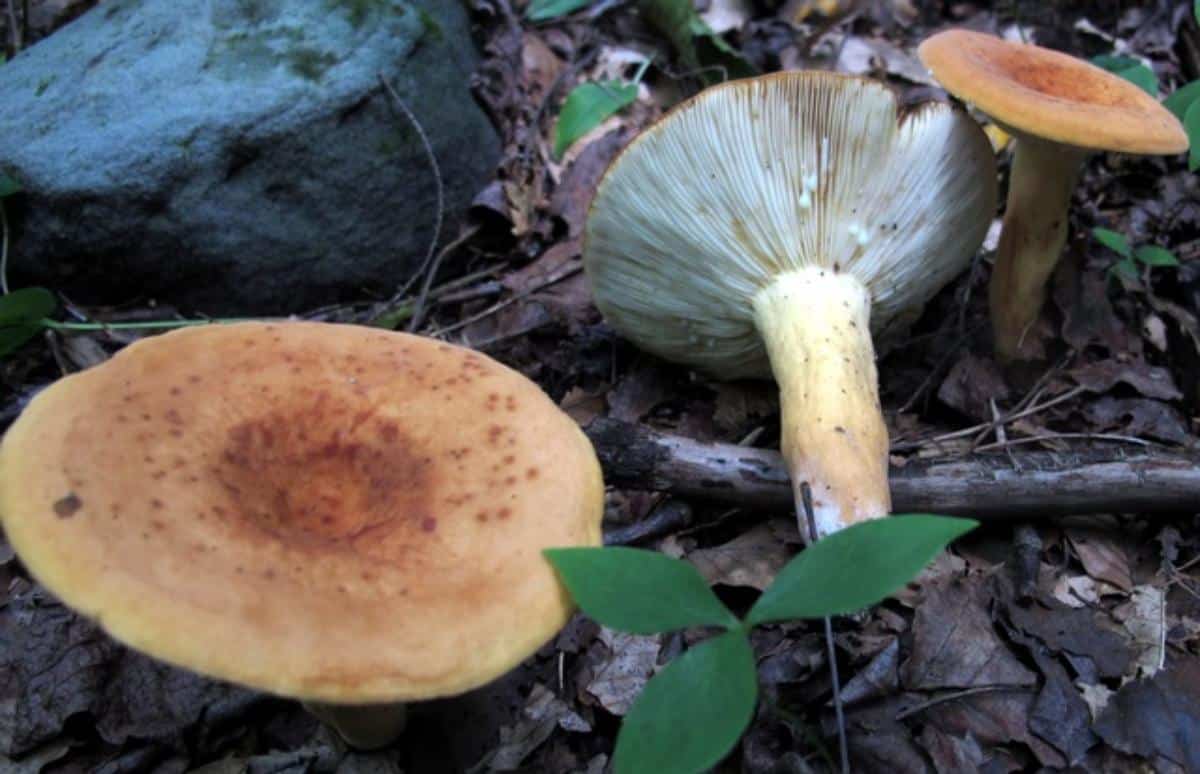 weeping milkcaps grouping