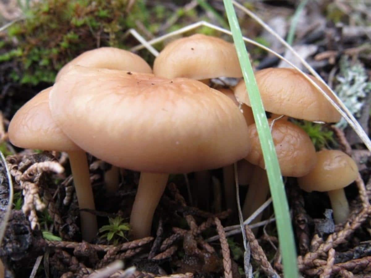 Rhodocollybia butyracea