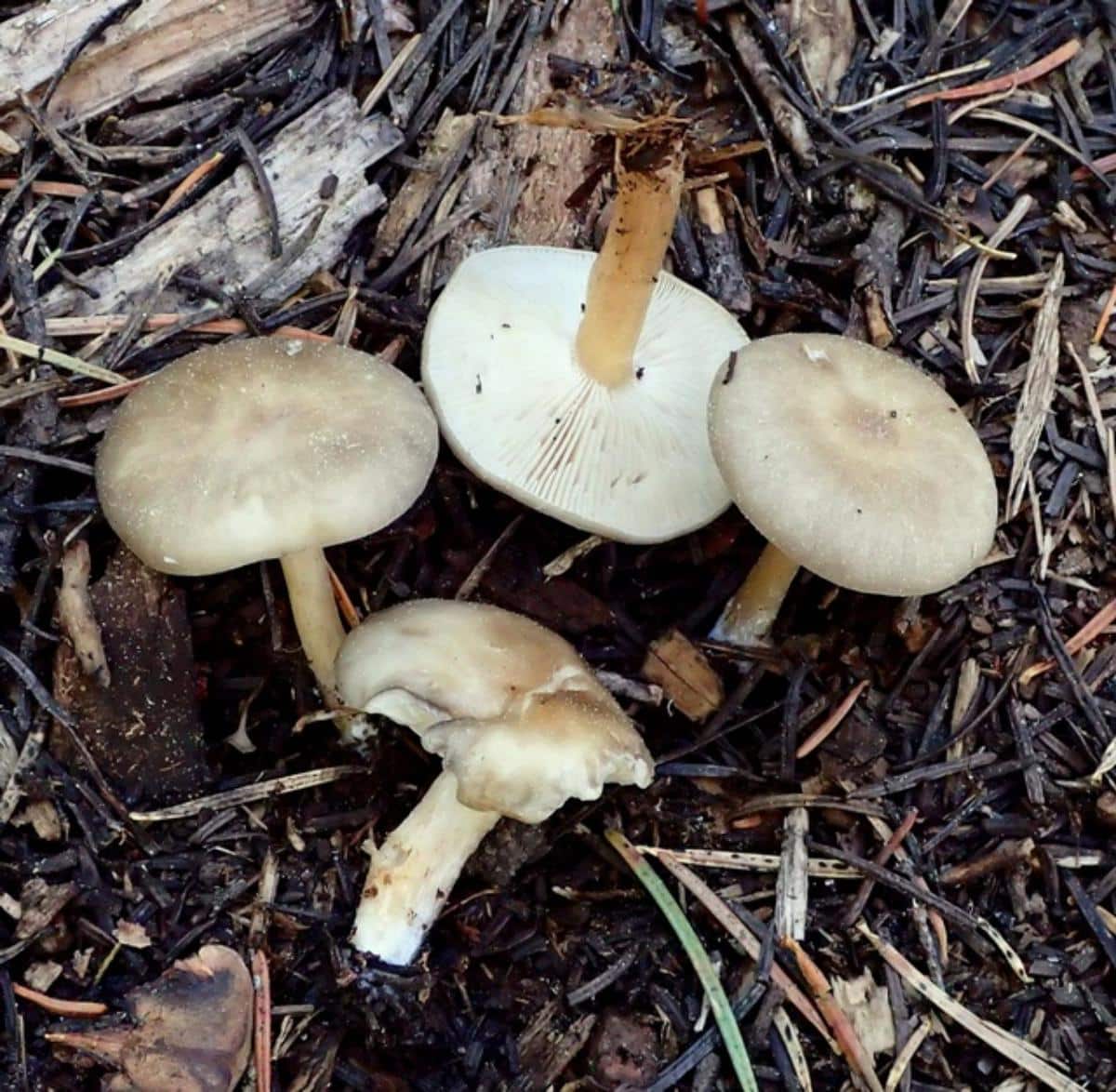 Melanoleuca cognata