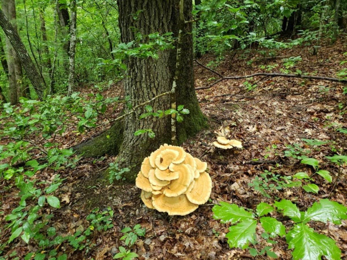 berkeley's polypore 