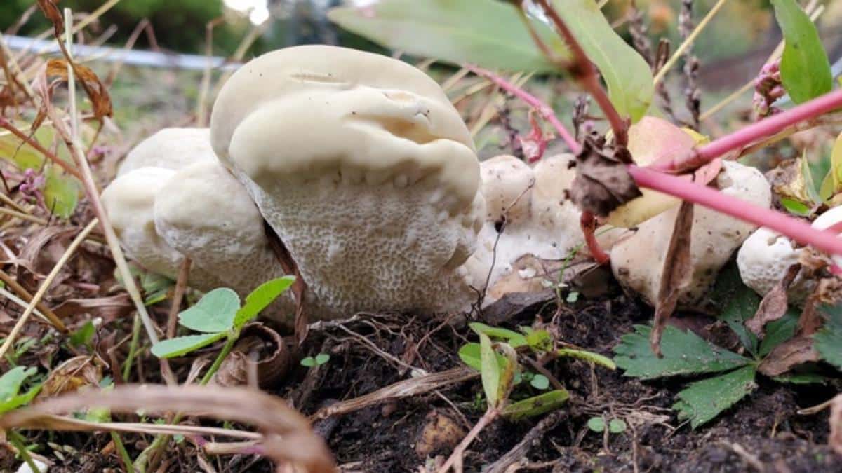 berkeleys polypore