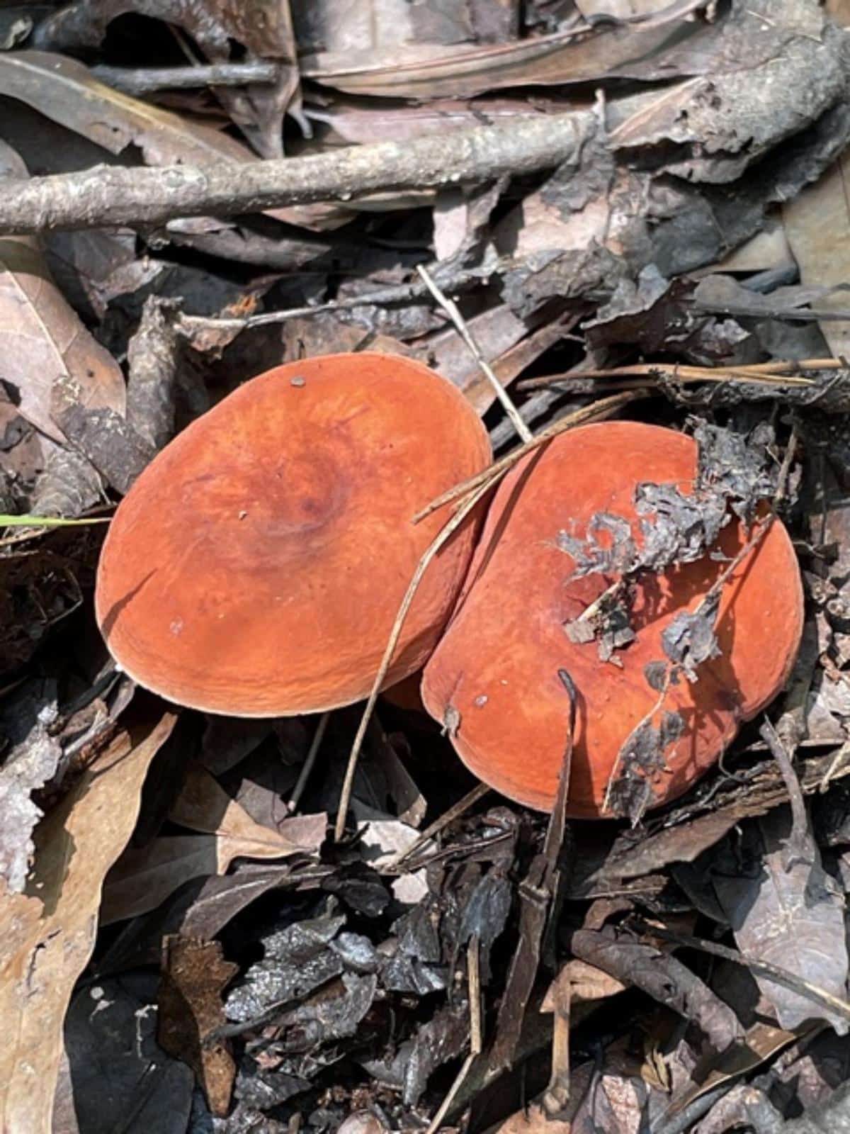 voluminous milkcaps