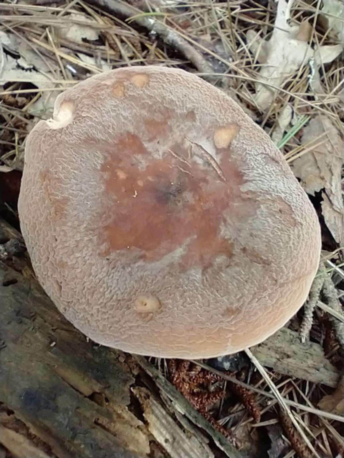 corrugated milkcap