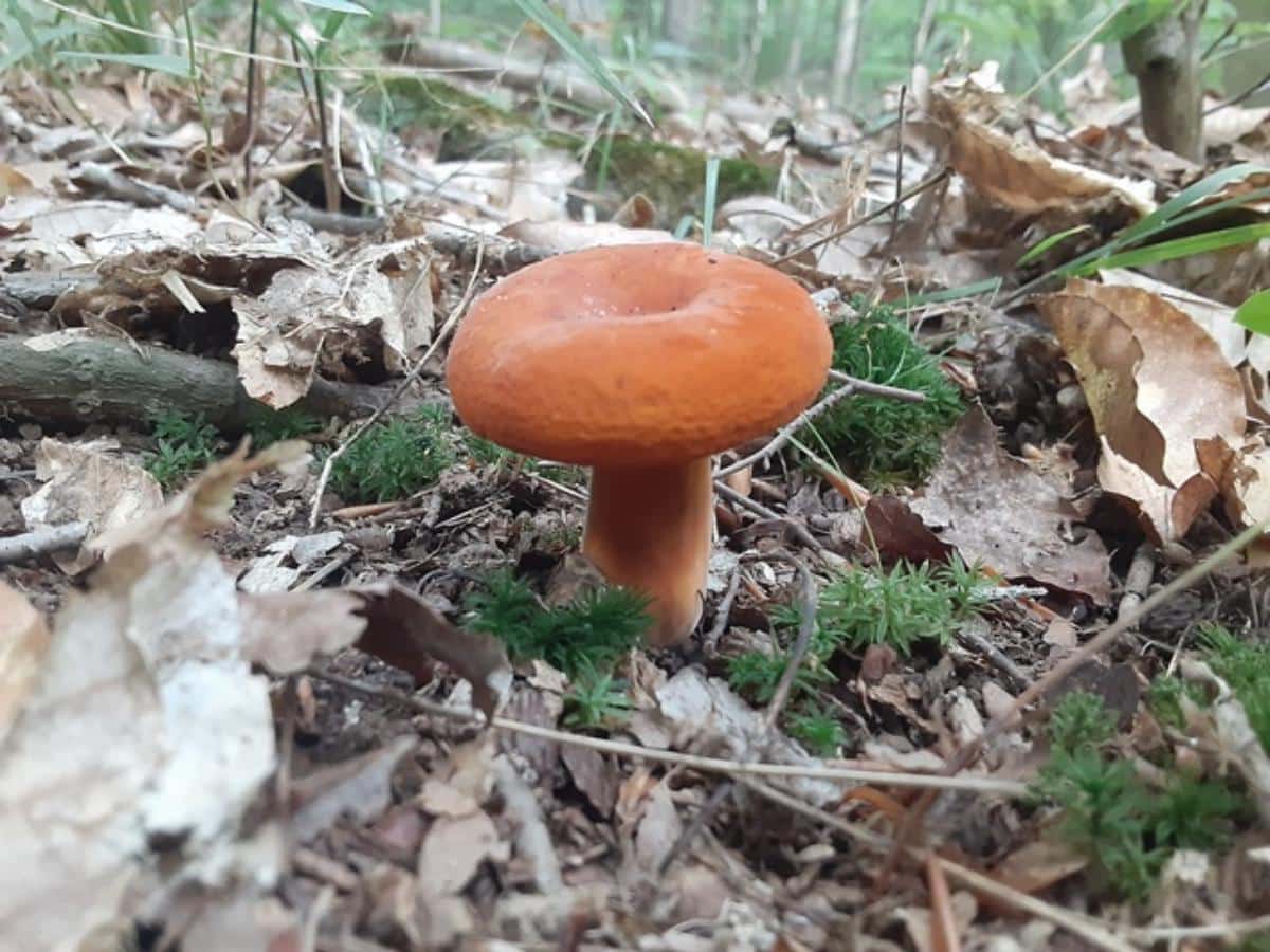 weeping milk cap
