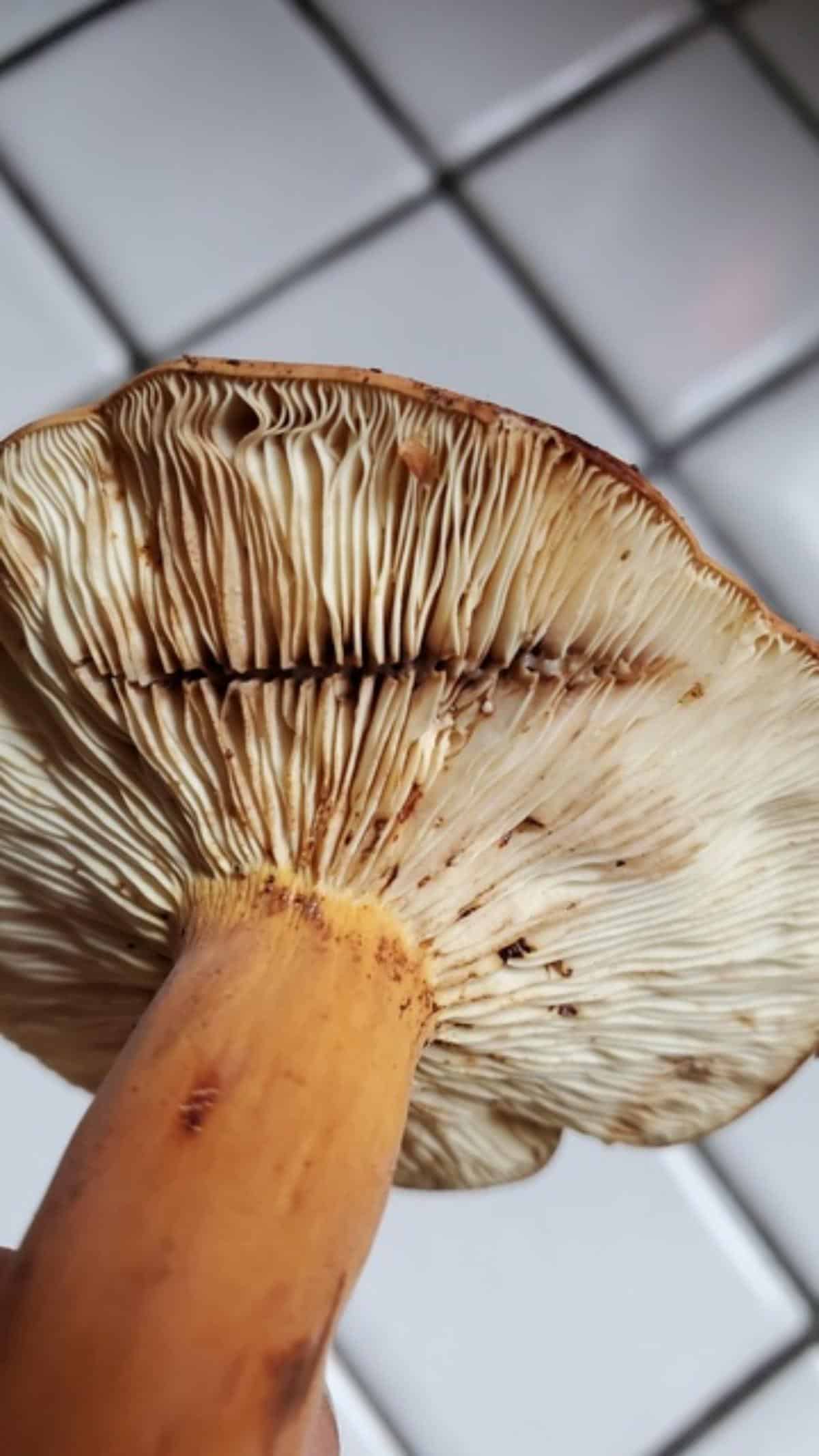 milky latex weeping milkcap