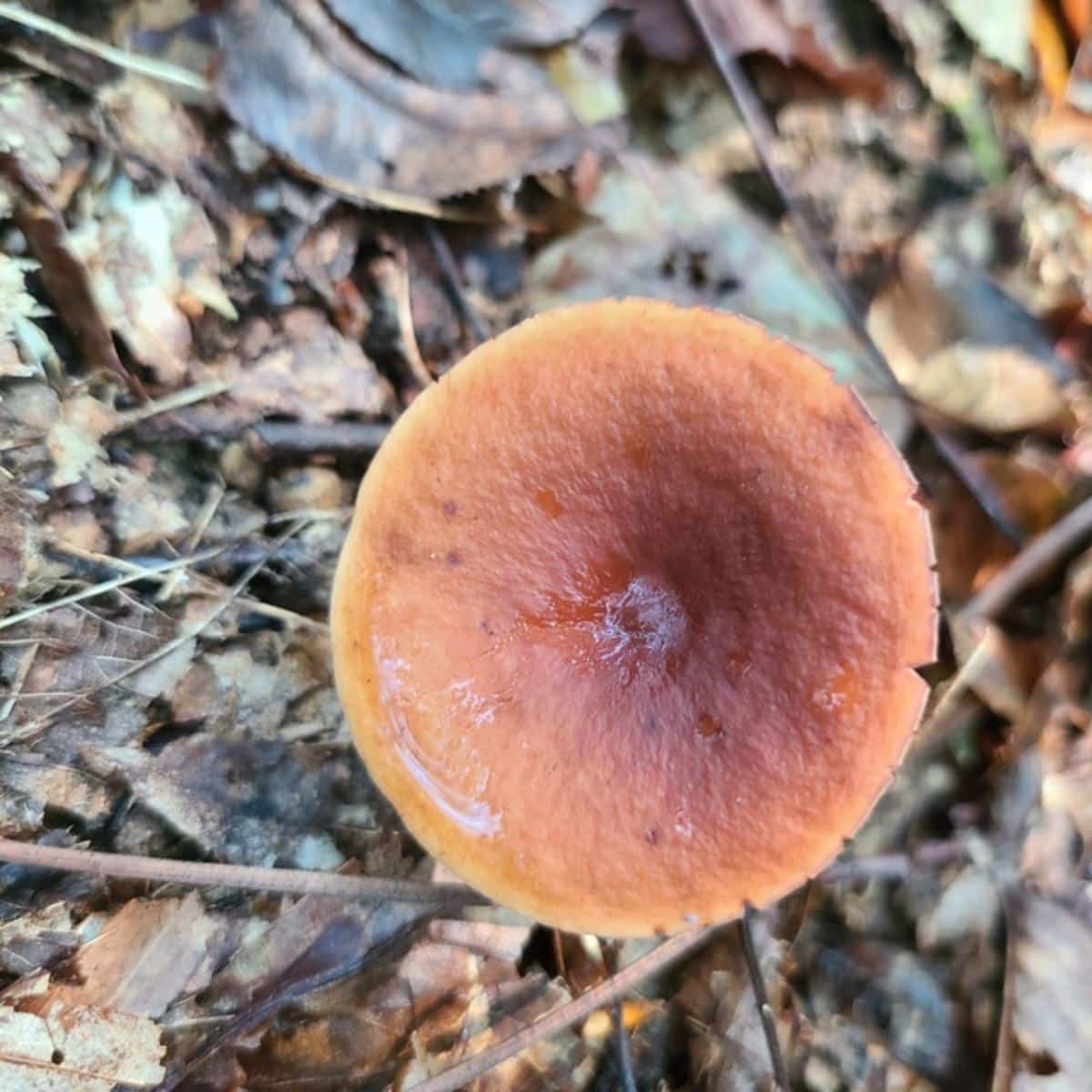 tawny milkcap