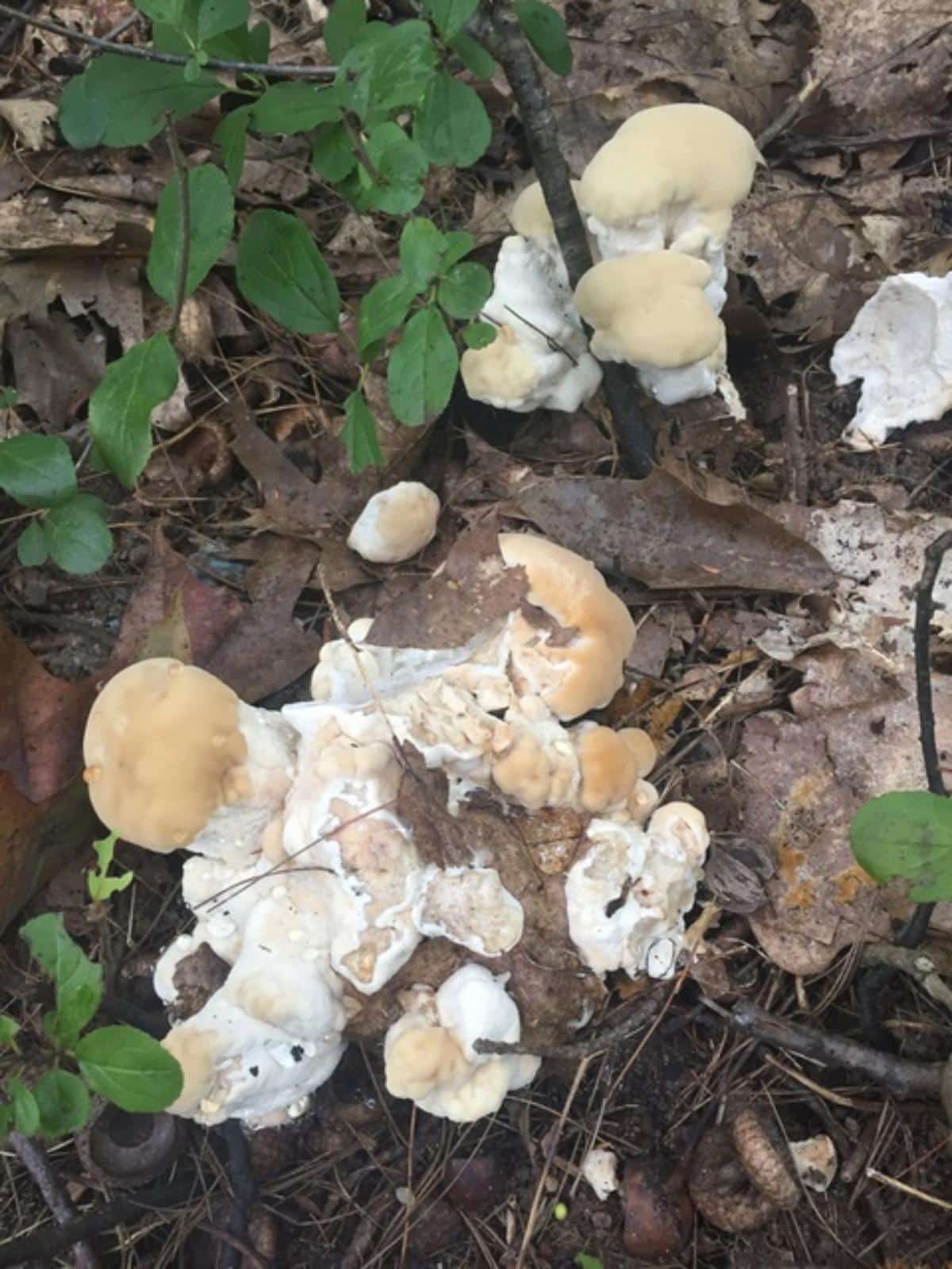 berkeley polypore