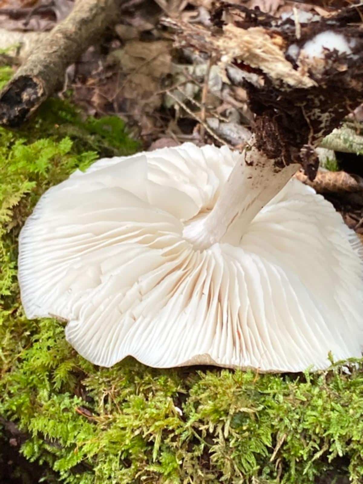 platterful mushroom gills

