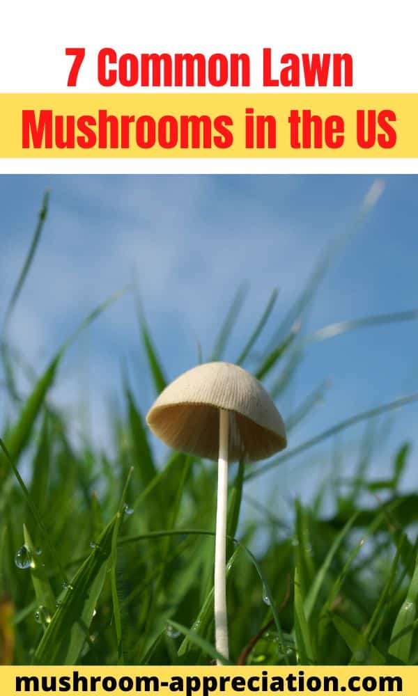 7 Common Lawn Mushrooms in the US Mushroom Appreciation