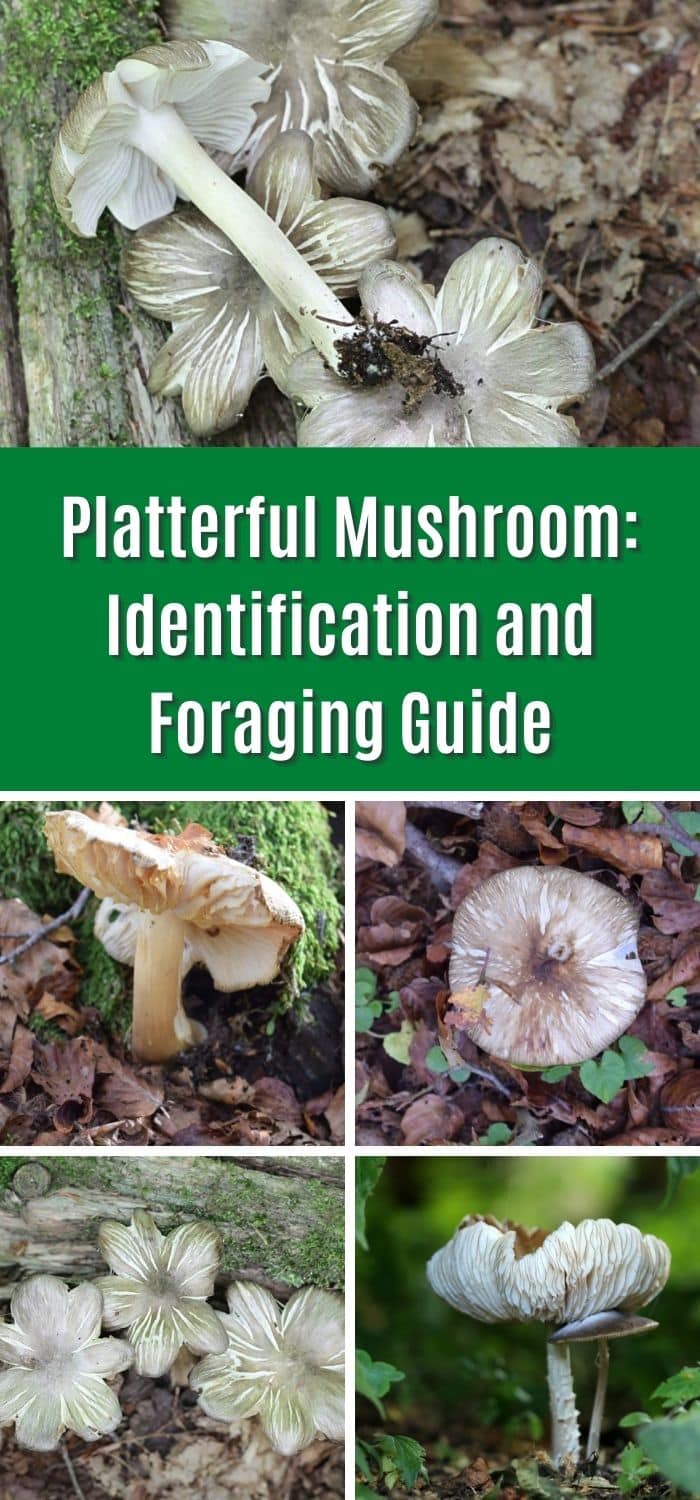 Platterful Mushroom Identification and Foraging Guide Mushroom