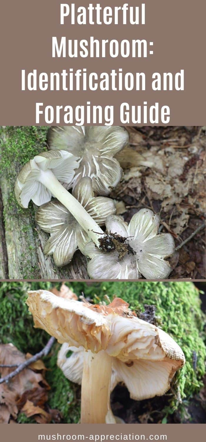 Platterful Mushroom Identification and Foraging Guide Mushroom