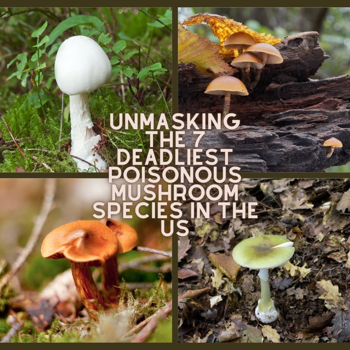 poisonous mushroom types