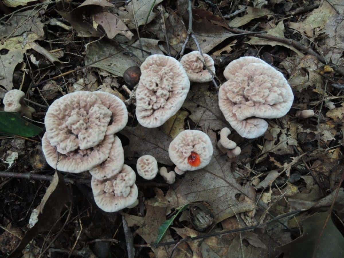 Hydnellum ferrugineum