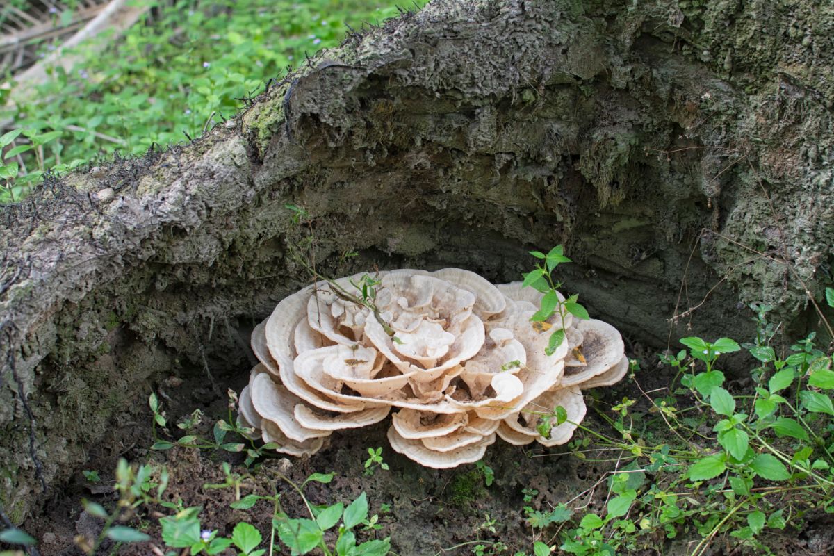 Bondarzewia berkeleyi