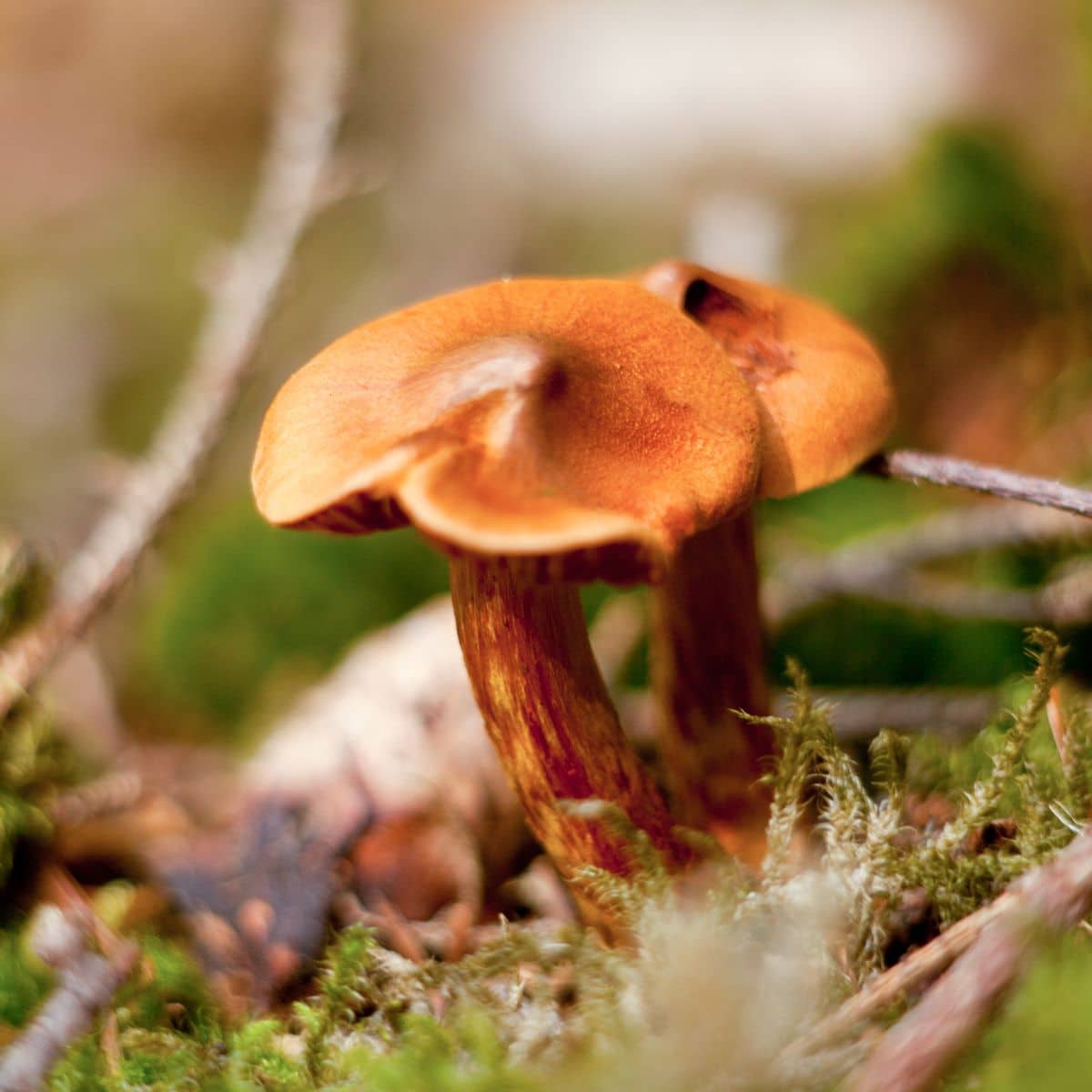 deadly webcaps poisonous mushrooms