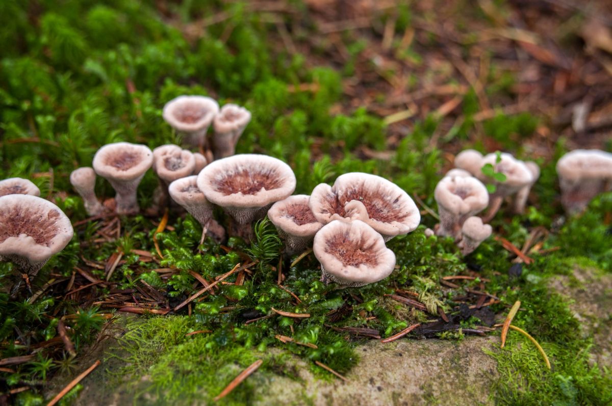  Hydnellum peckii