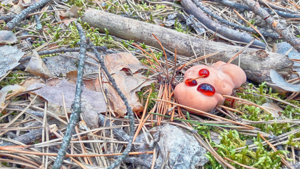 bleeding tooth fungus