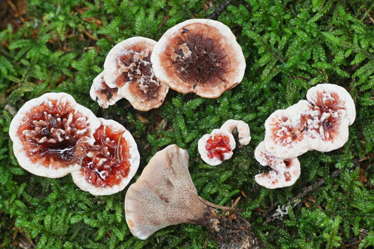 bleeding tooth fungus