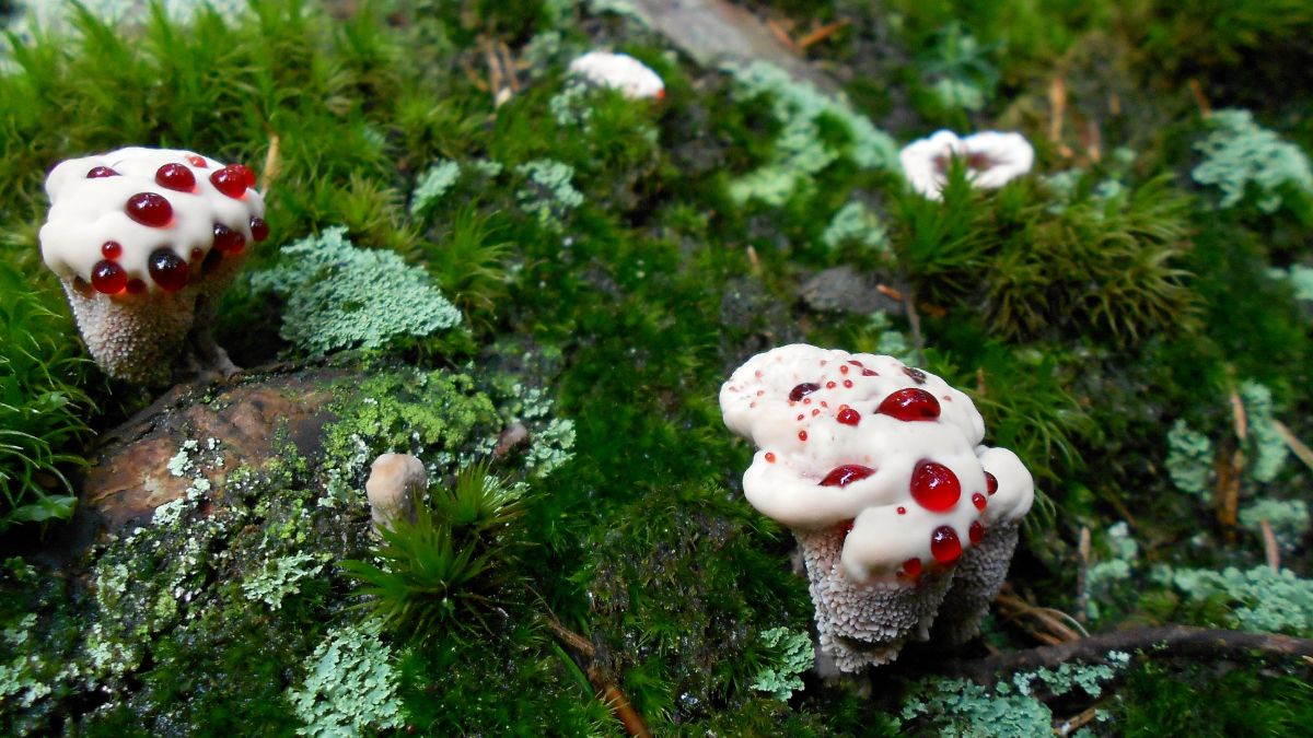 bleeding tooth fungus