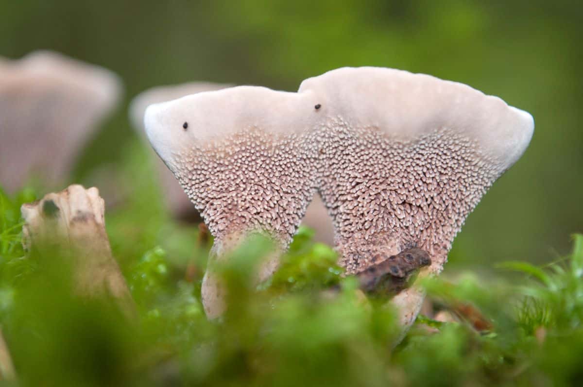 bleeding tooth mushroom