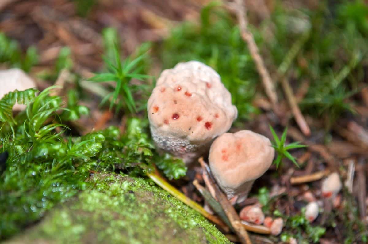 devils tooth fungus