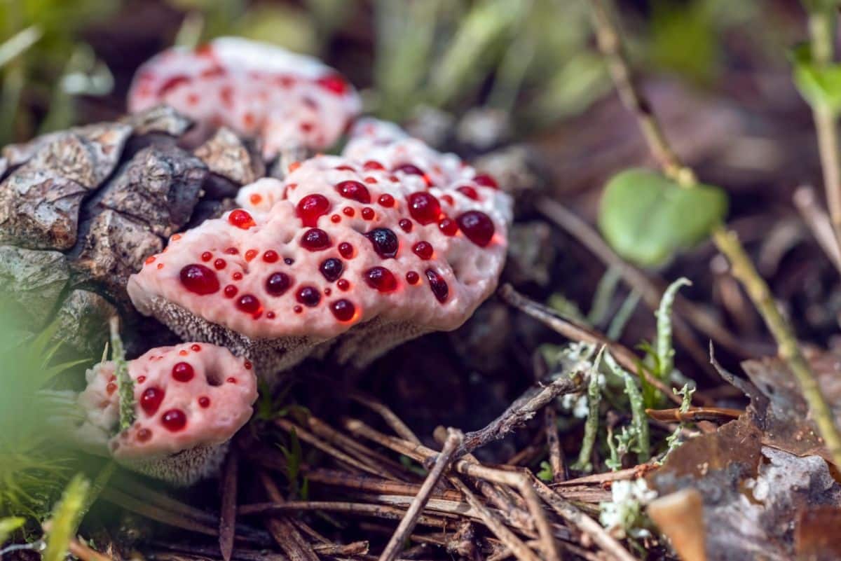 devils tooth fungus