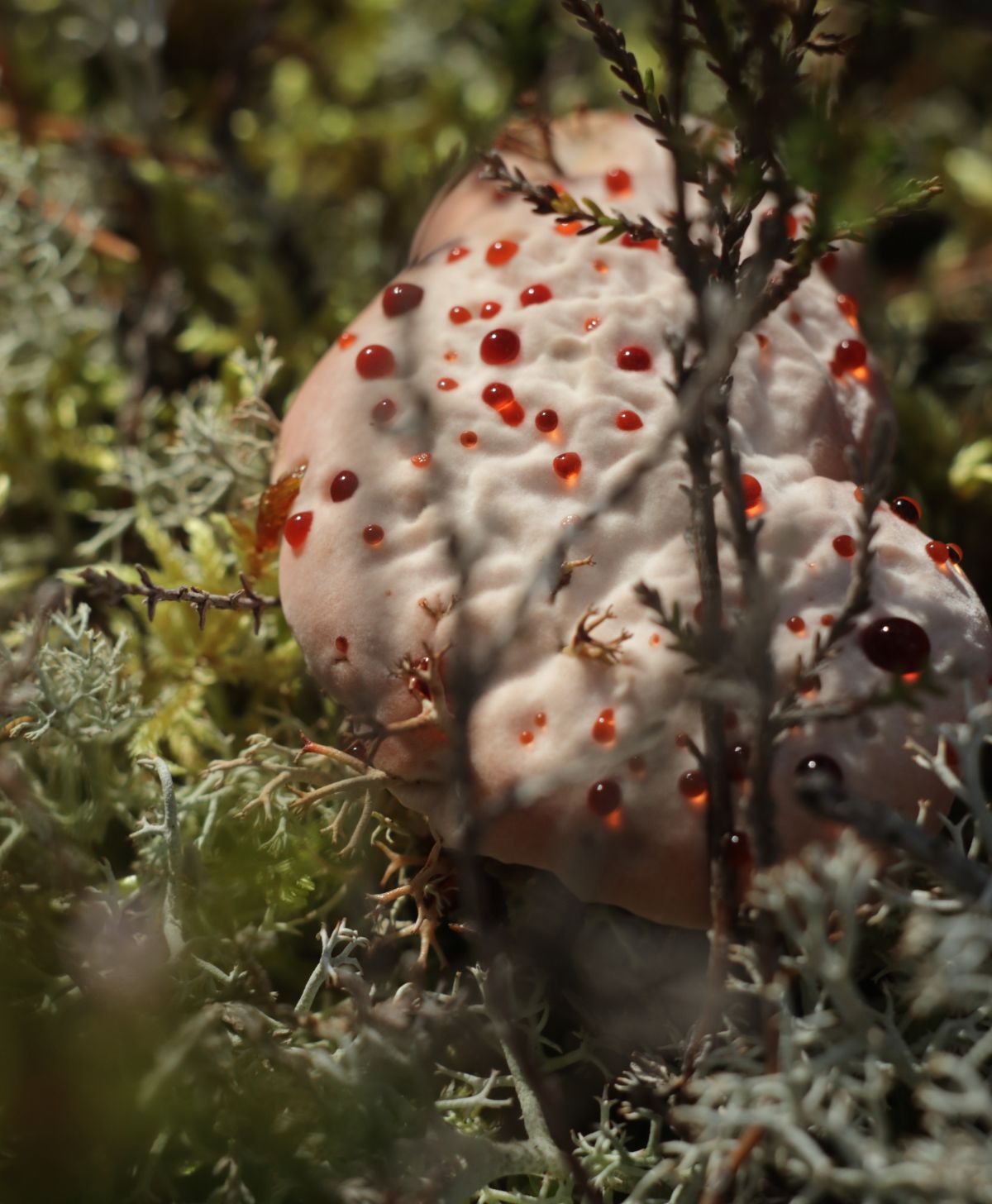 devil's tooth fungus