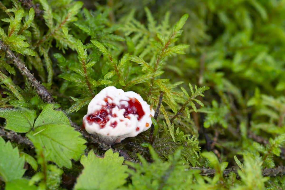  Hydnellum peckii