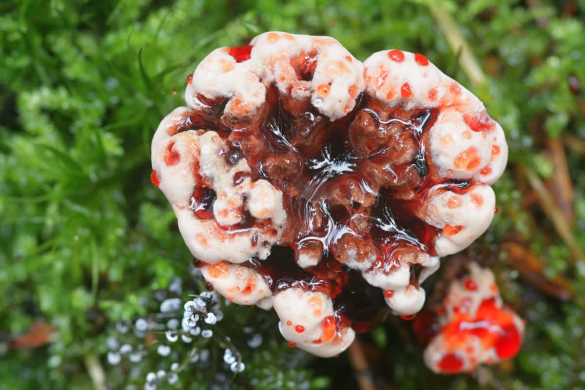 devils tooth fungus creepiest fungi