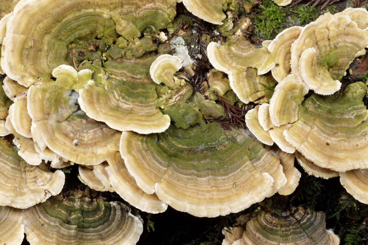 gilled polypore mushrooms