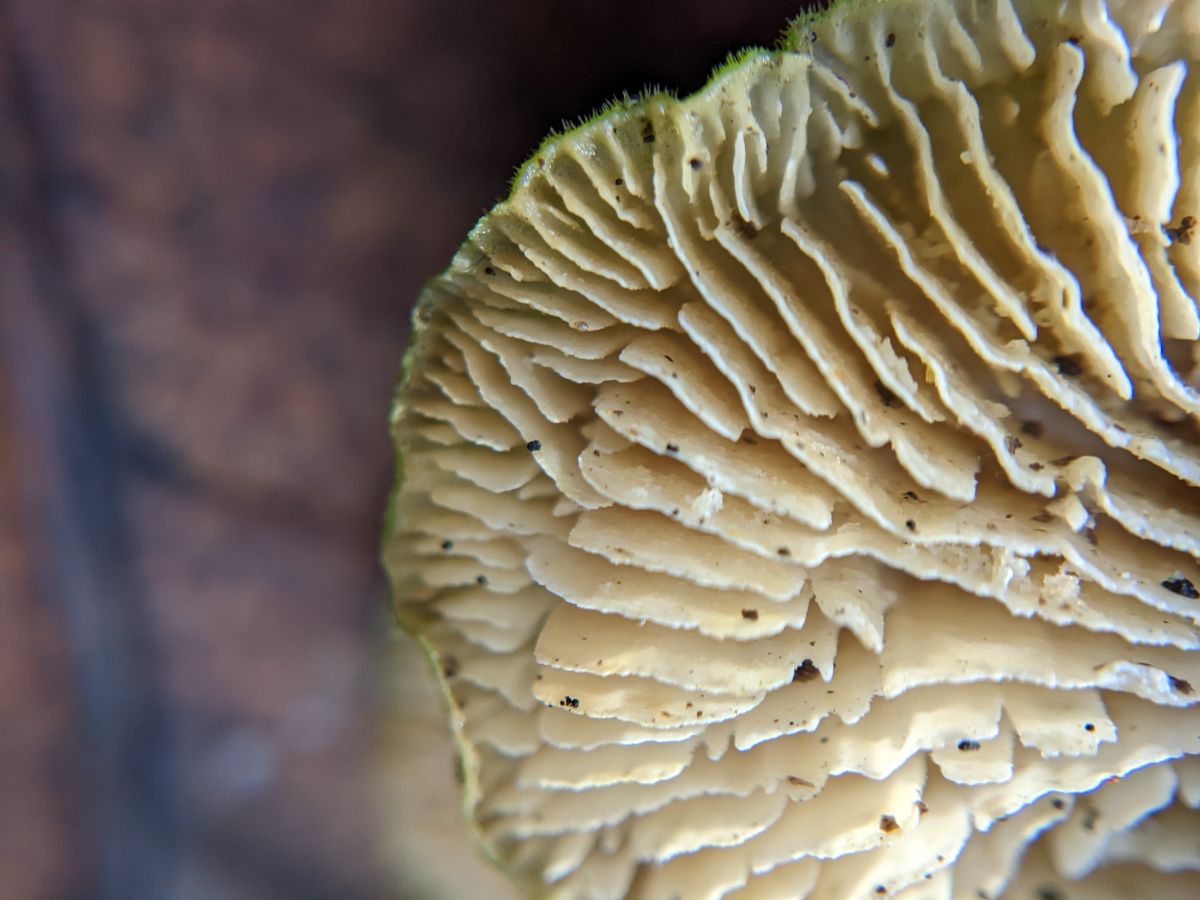 gills of Trametes betulina