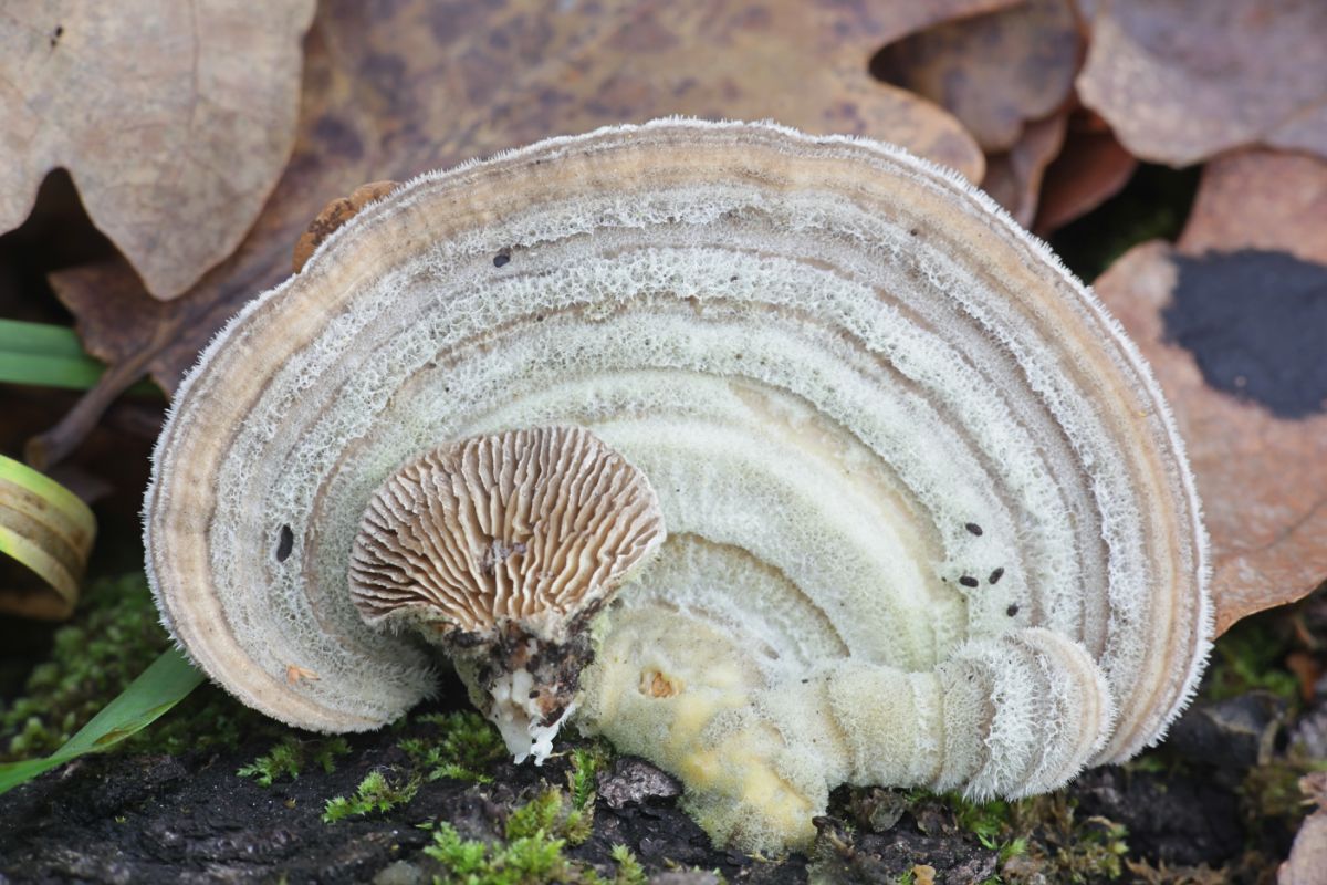 Trametes betulina