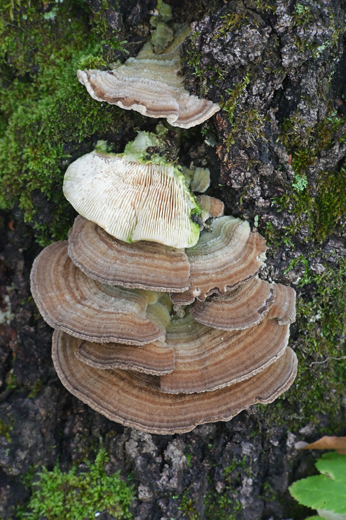 gilled polypore