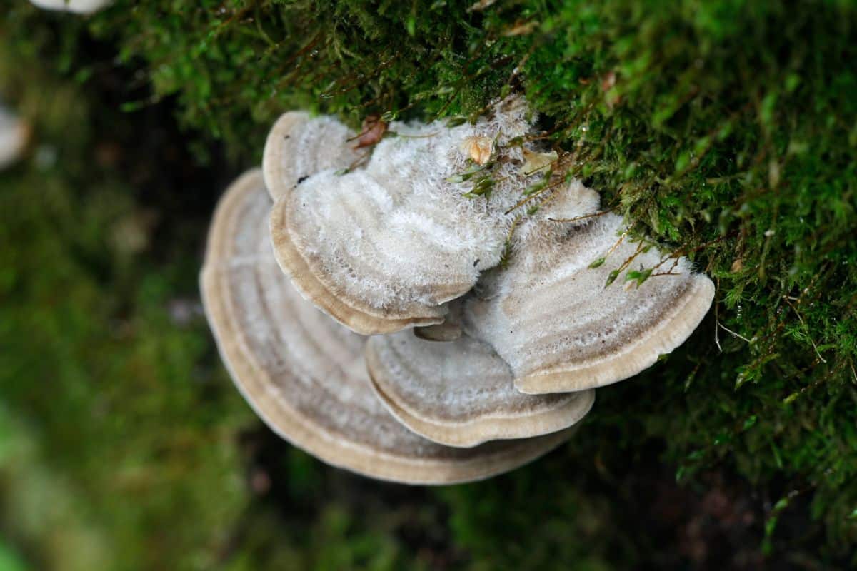 gilled polypore fungus