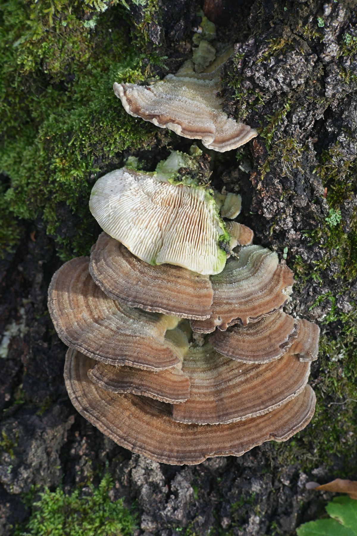 Trametes betulina