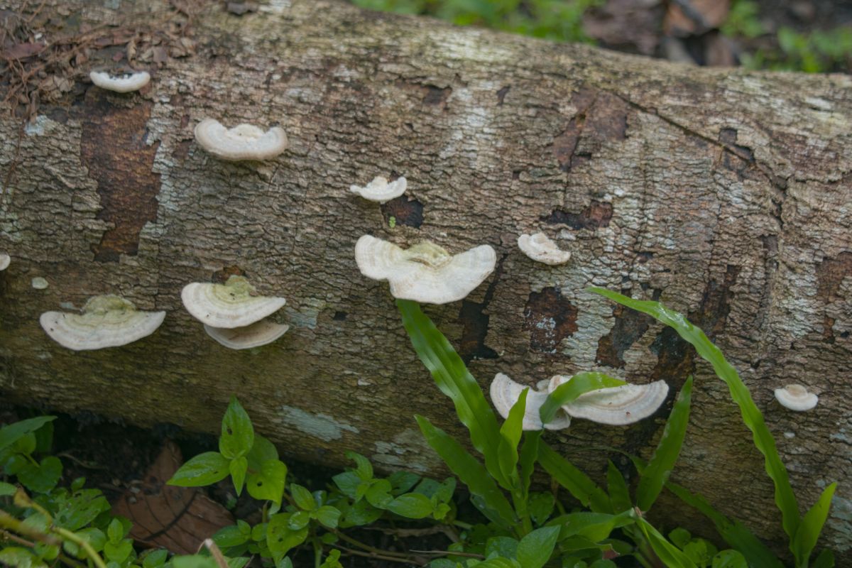 gilled polypores on log