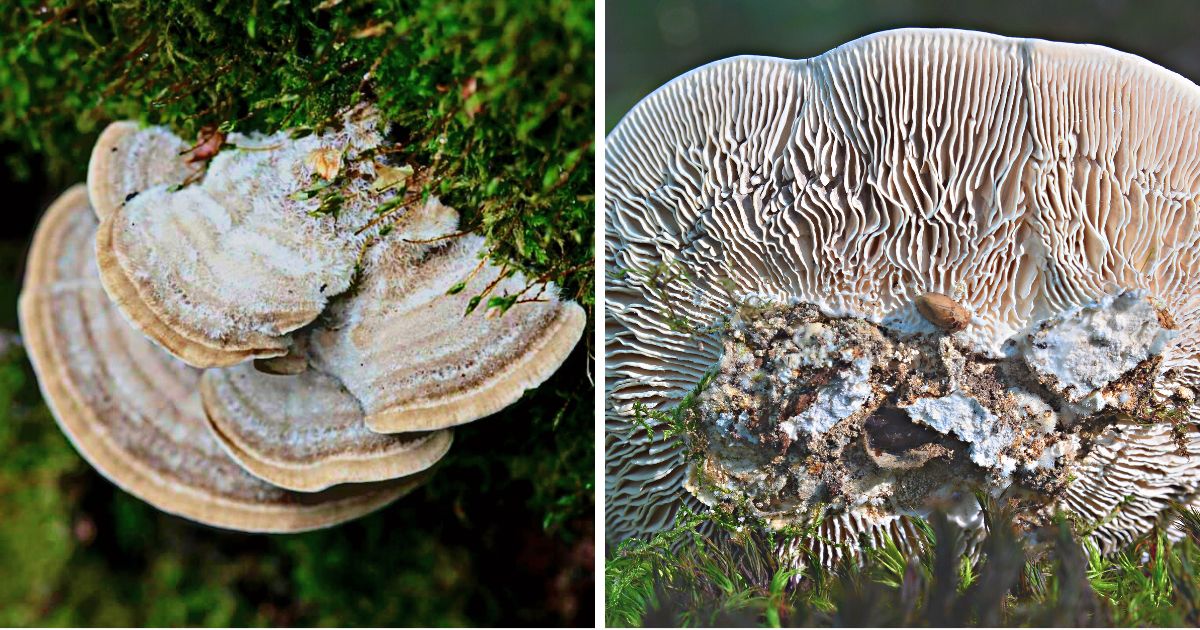 gilled polypore