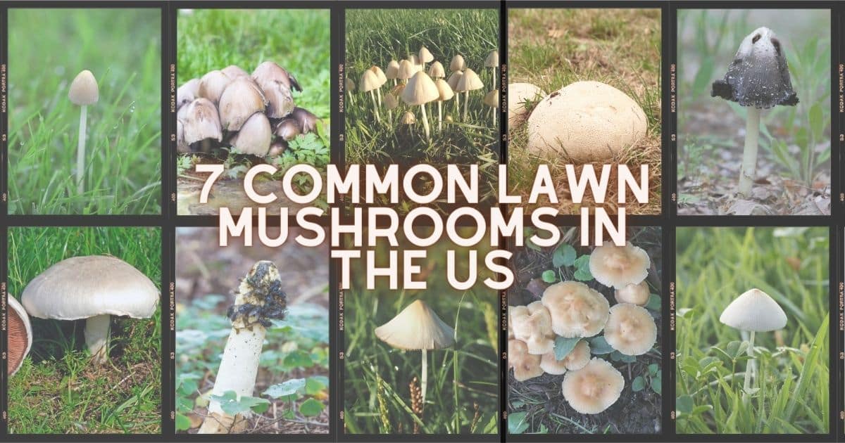 common-yard-mushrooms
