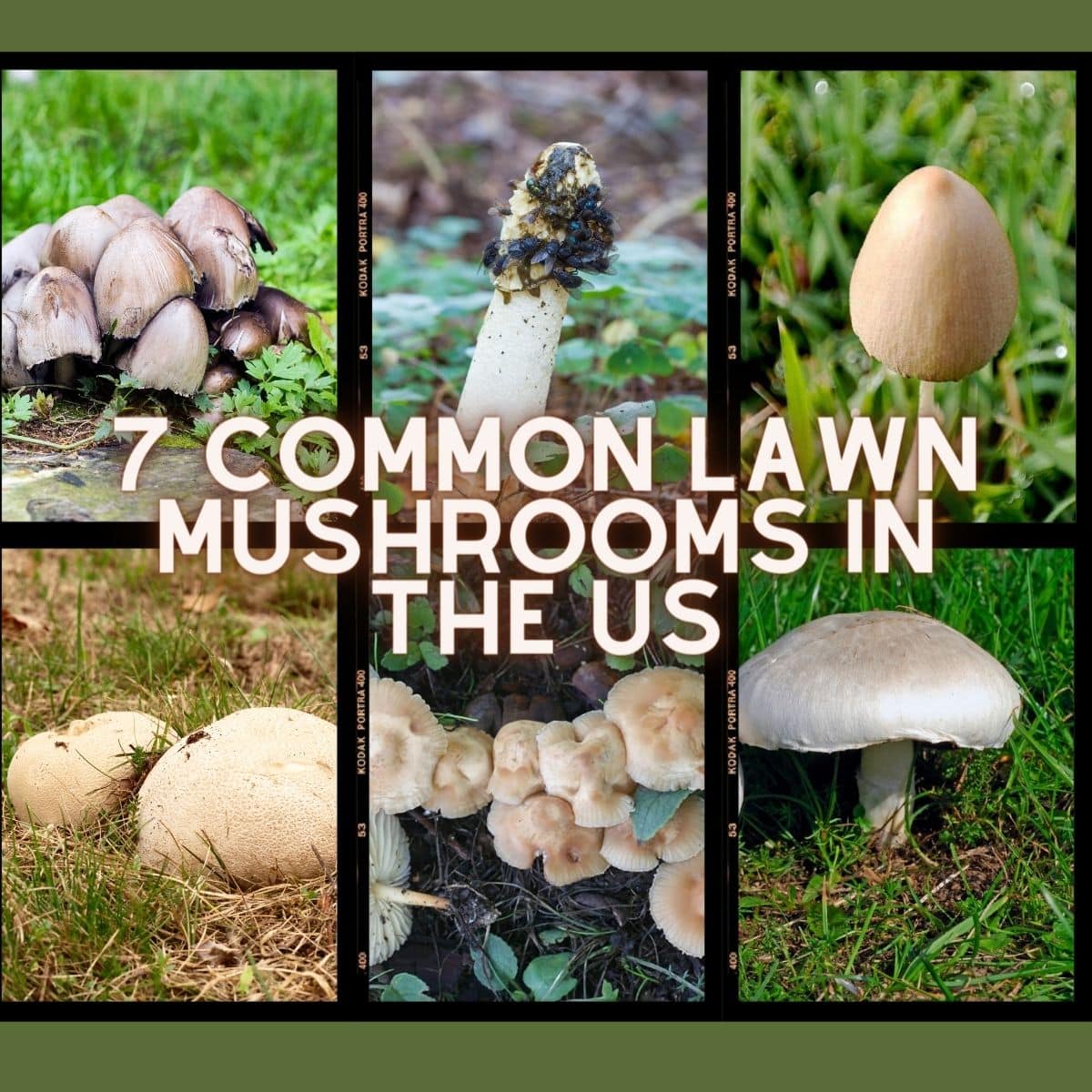 Mushroom identification guide northeast