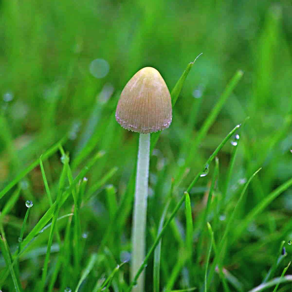 milky conecap mushroom