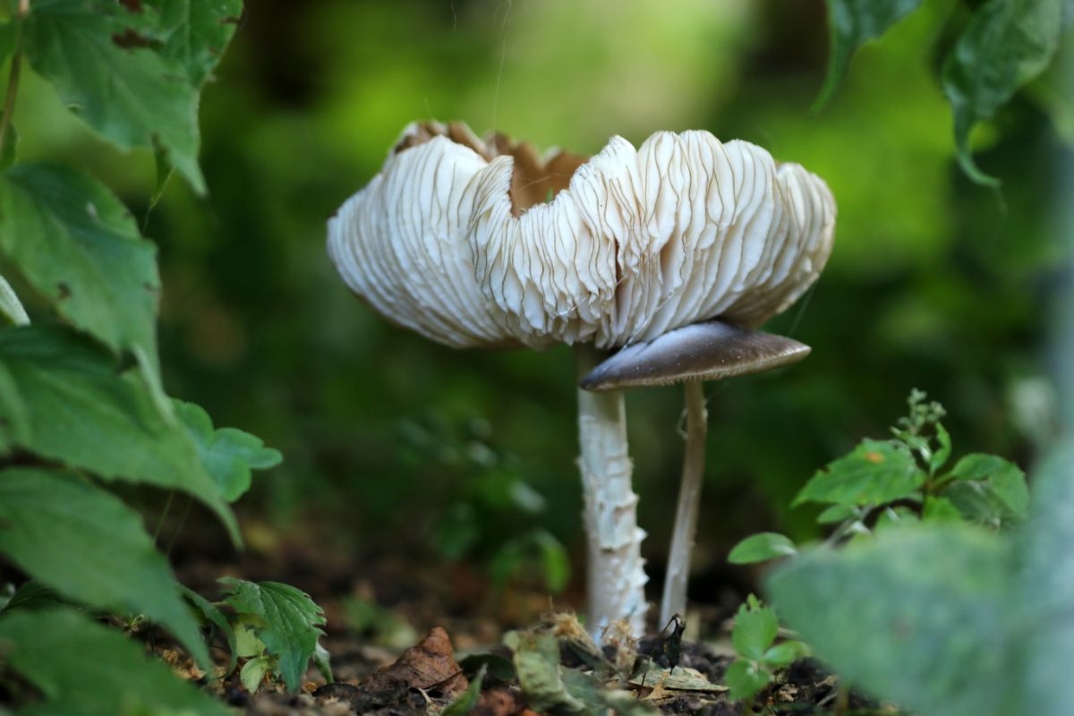 platterful mushroom
