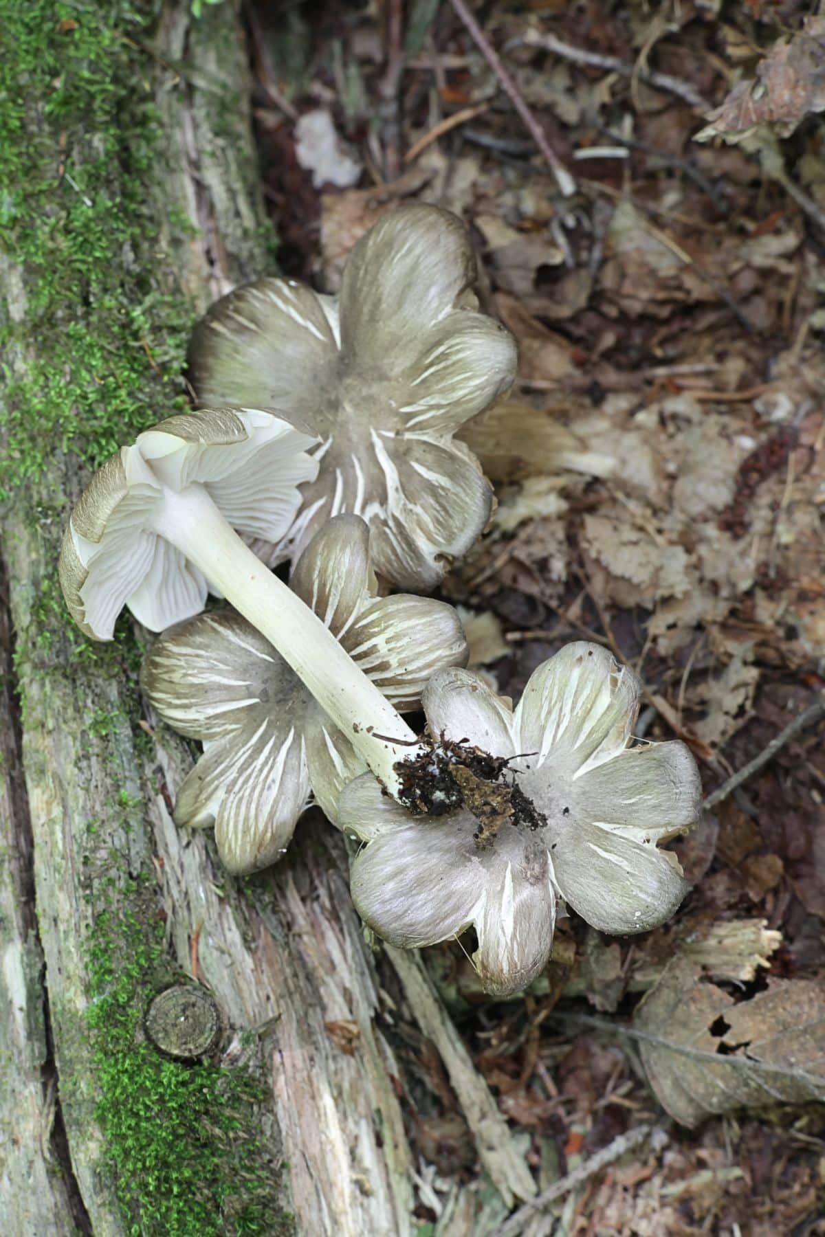 platterful mushroom group